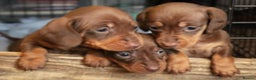 Miniature Dachshund dogs for stud: ⭐️ TRIGGER⭐️ smooth hair Isabella & Tan STUD in Mexborough - Advert 13