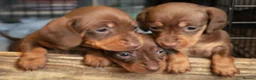Miniature Dachshund dogs for stud: ⭐️ TRIGGER⭐️ smooth hair Isabella & Tan STUD in Mexborough - Advert 13