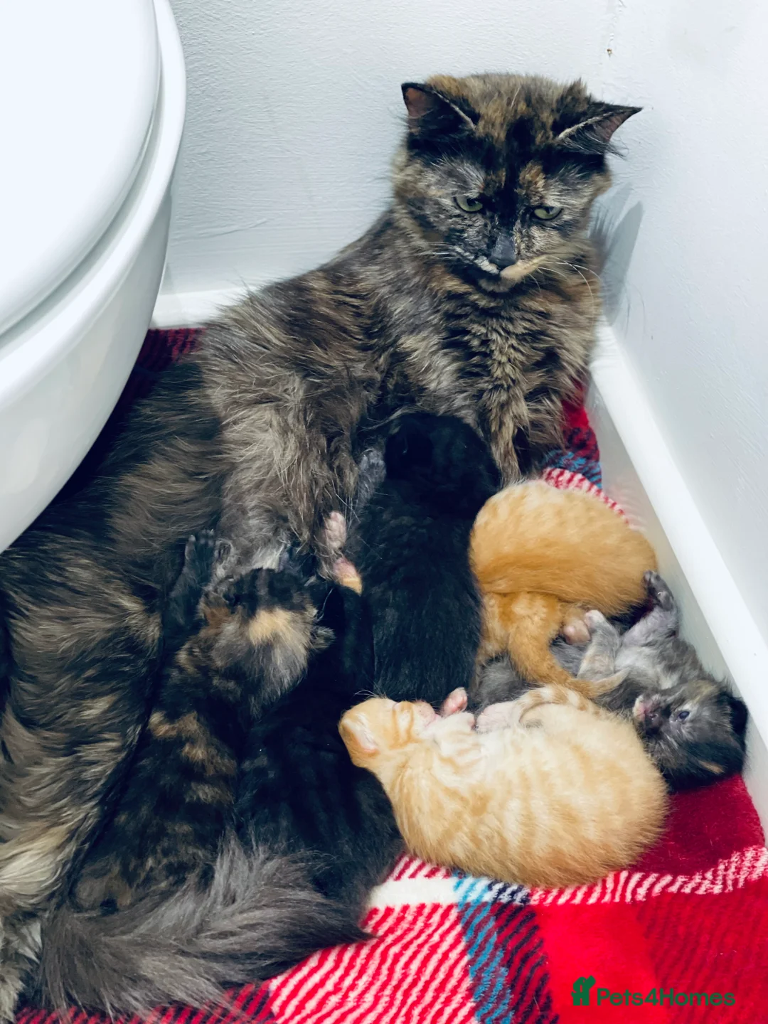 Mixed Breed cats for sale: 1 black male and 1 black female  - Advert 1