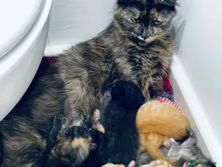 Mixed Breed cats 1 black male and 1 black female - Advert 1