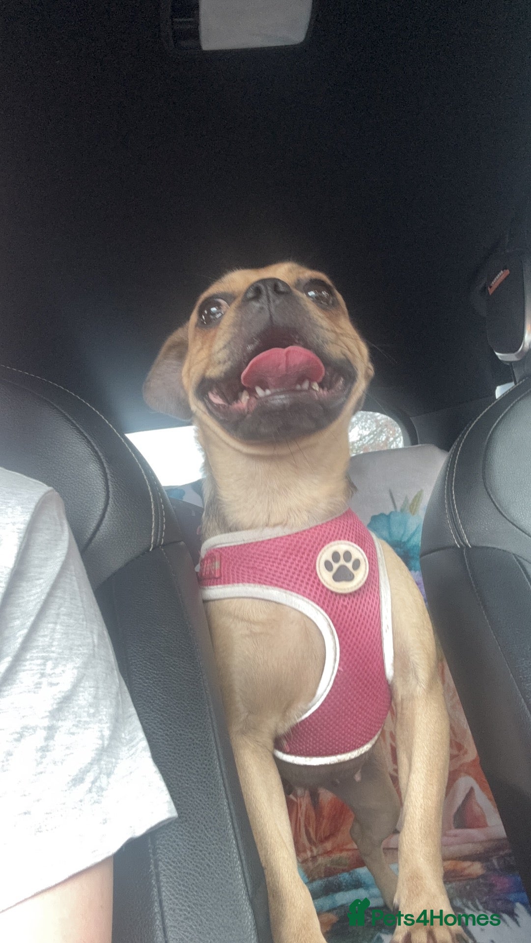 Mixed Breed dogs Dog for sale - Advert 2