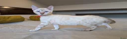 Bengal cats for sale: 🤍🩶 GORGEOUS BENGAL KITTENS 🩶🤍 - Advert 14