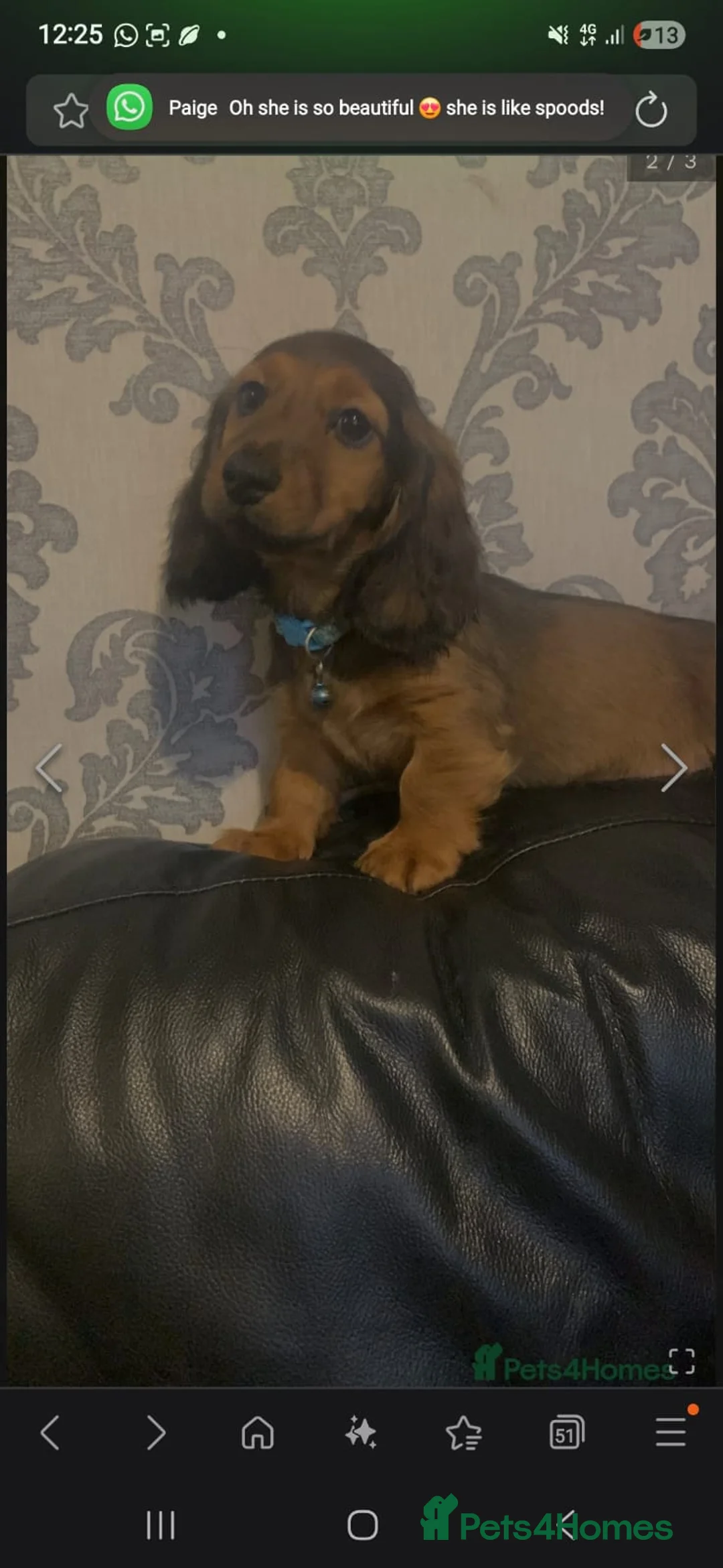 Miniature Dachshund dogs for sale: 6 month miniature long hair dachshund - Advert 28