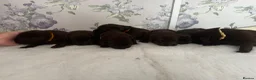 Labrador Retriever dogs for sale: Labrador puppies Kennel club health tested  - Advert 5