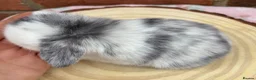 Mini Lop rabbits for sale: Pure bred pedigreed mini lops  in Leeds - Advert 3