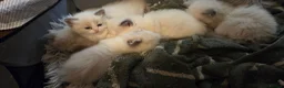 Ragdoll cats for sale: Beautiful Playful Ragdoll Kittens  - Advert 10