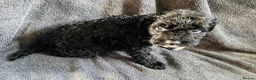 Cockapoo dogs for sale: Cockapoo puppies  in Bristol - Advert 17