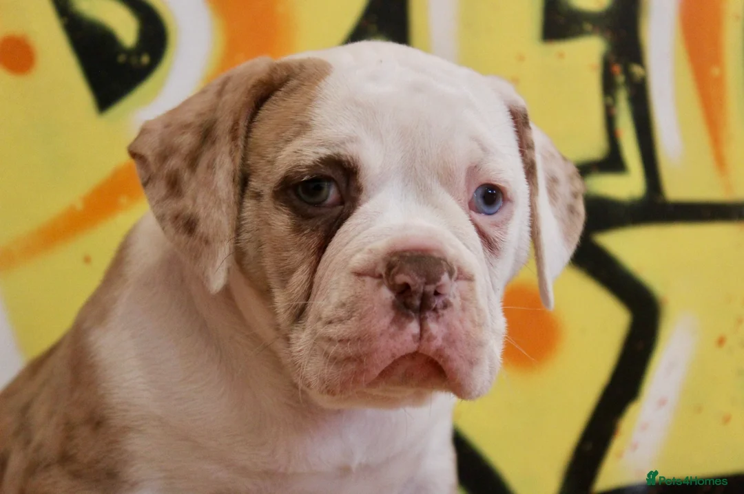Alapaha Blue Blood Bulldog dogs for sale: SUPERB PICK OF LITTER PUP 5***** - Advert 14