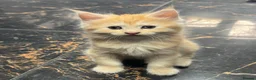 Maine Coon cats for sale: Half Maincoon Kittens  - Advert 15