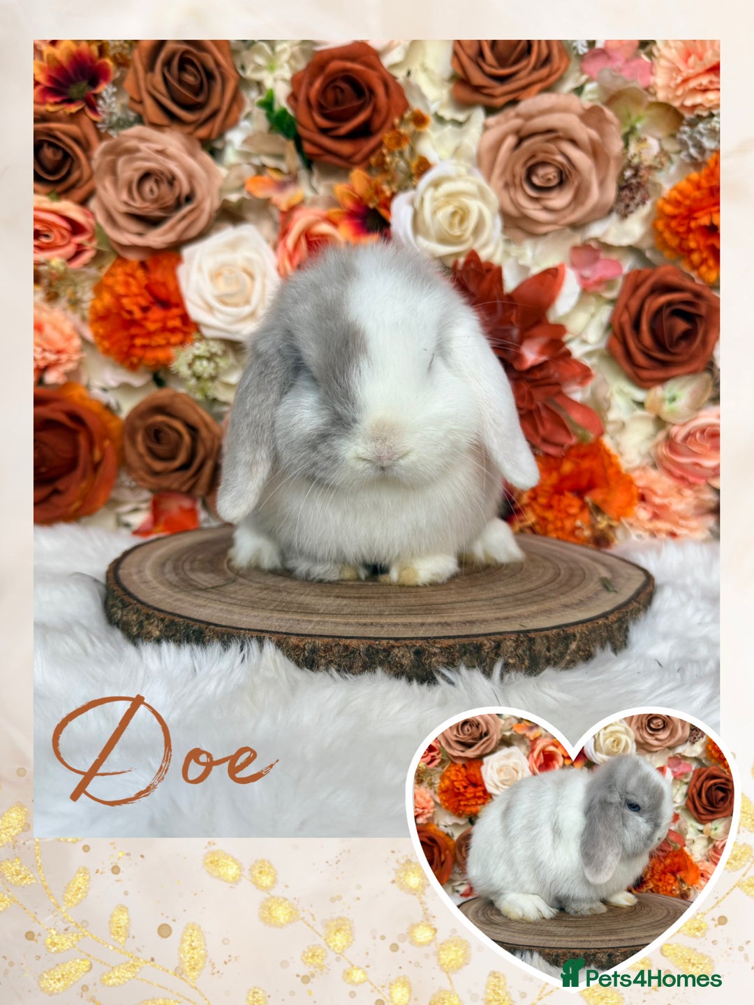 Mini Lop rabbits for sale: VACCINATED MINI LOPS BUNNIES - Advert 1