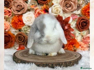 Mini Lop rabbits VACCINATED MINI LOPS BABIES - Advert 2