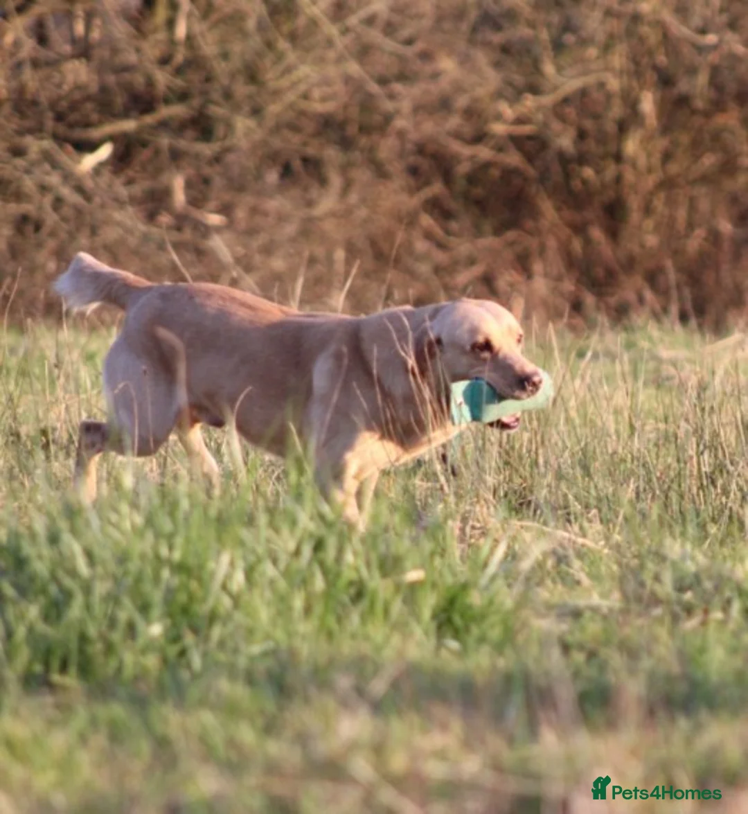 Labrador Retriever dogs for stud: Extensively Health Tested Yellow Labrador Stud in Totnes - Advert 3