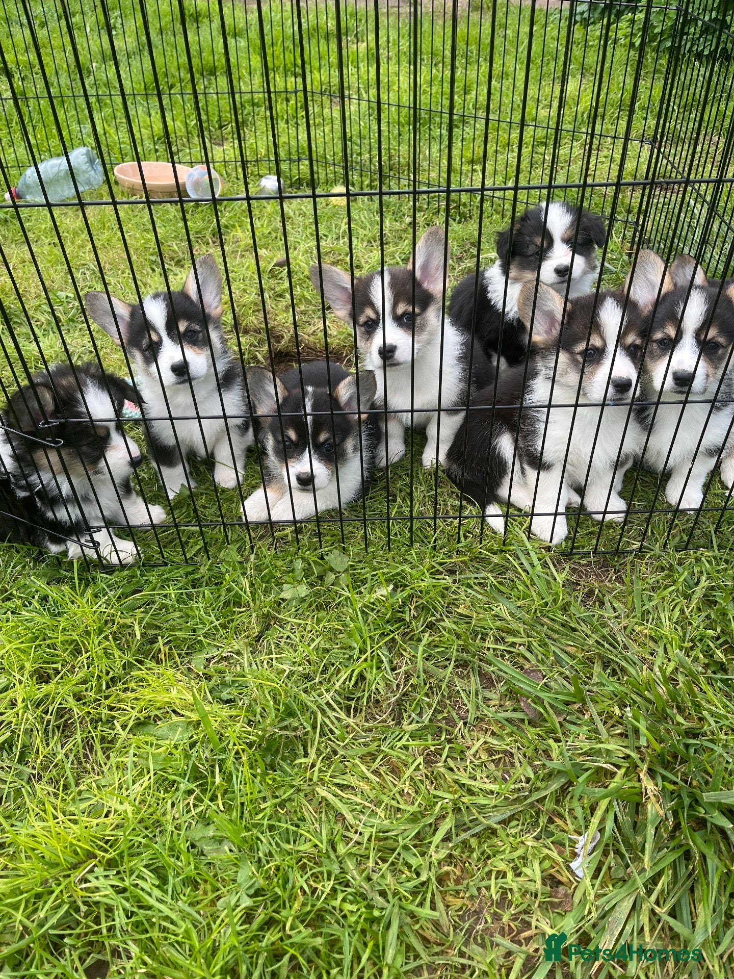 Welsh Corgi Pembroke dogs Looking for loving homes - Advert 7