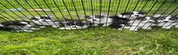Welsh Corgi Pembroke dogs for sale: Looking for loving homes - Advert 1