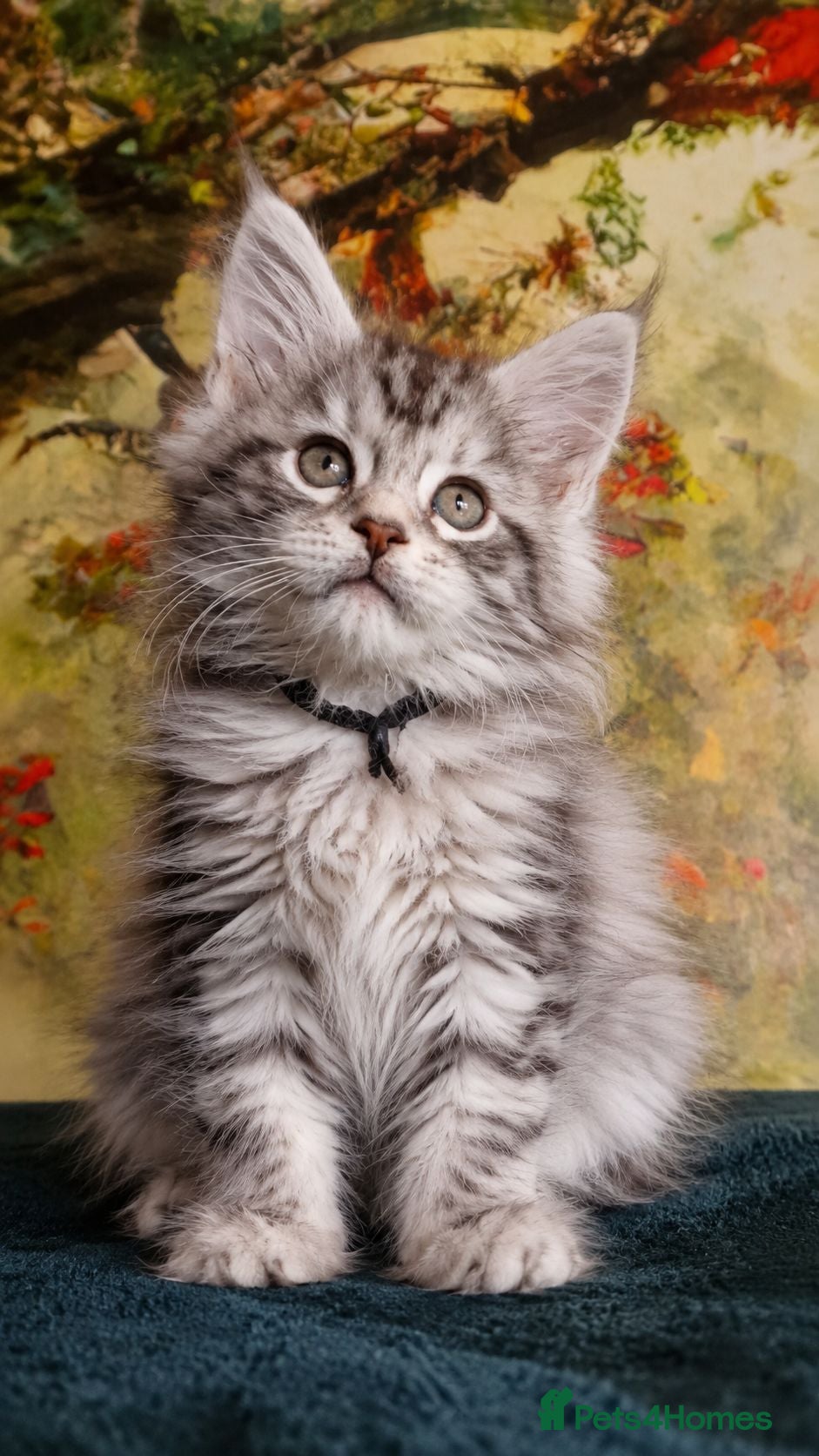 Maine Coon cats Maine Coon Boy kittens Champion Bloodlines - Advert 4