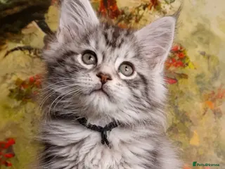 Maine Coon cats Maine Coon Boy kittens Champion Bloodlines - Advert 4