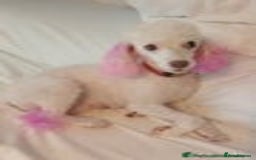 Toy Poodle dogs for sale:  🐩 Tiny Chocolate Toy Poodle – Ready in 2 Weeks! - Image 12