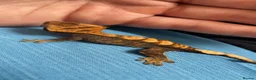Gecko reptiles for sale: Baby tangerine Harley Quinn crested gecko in South Shields - Advert 5