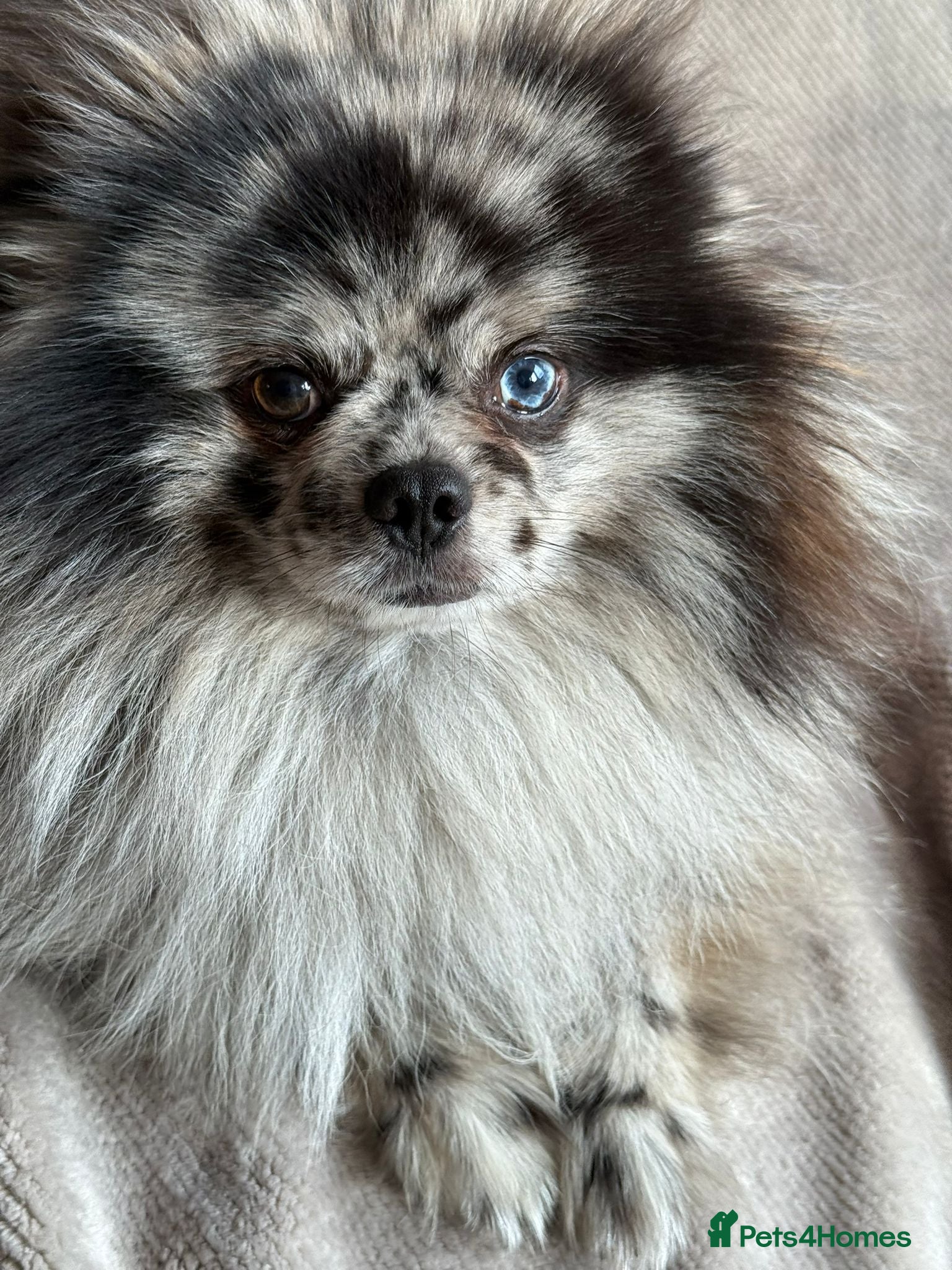 Pomeranian dogs  Adult Pomeranian brothers & sister - Advert 2