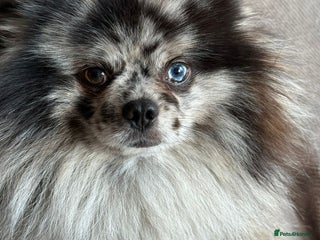 Pomeranian dogs Adult Pomeranian brothers & sisters - Advert 10