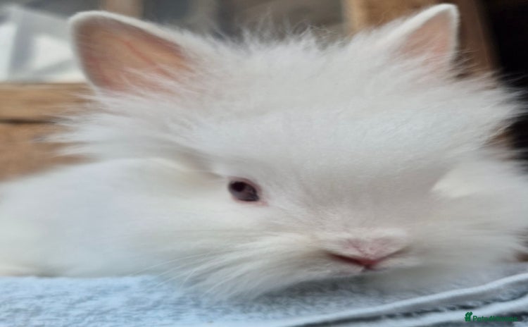 Lionhead rabbits - Advert 2