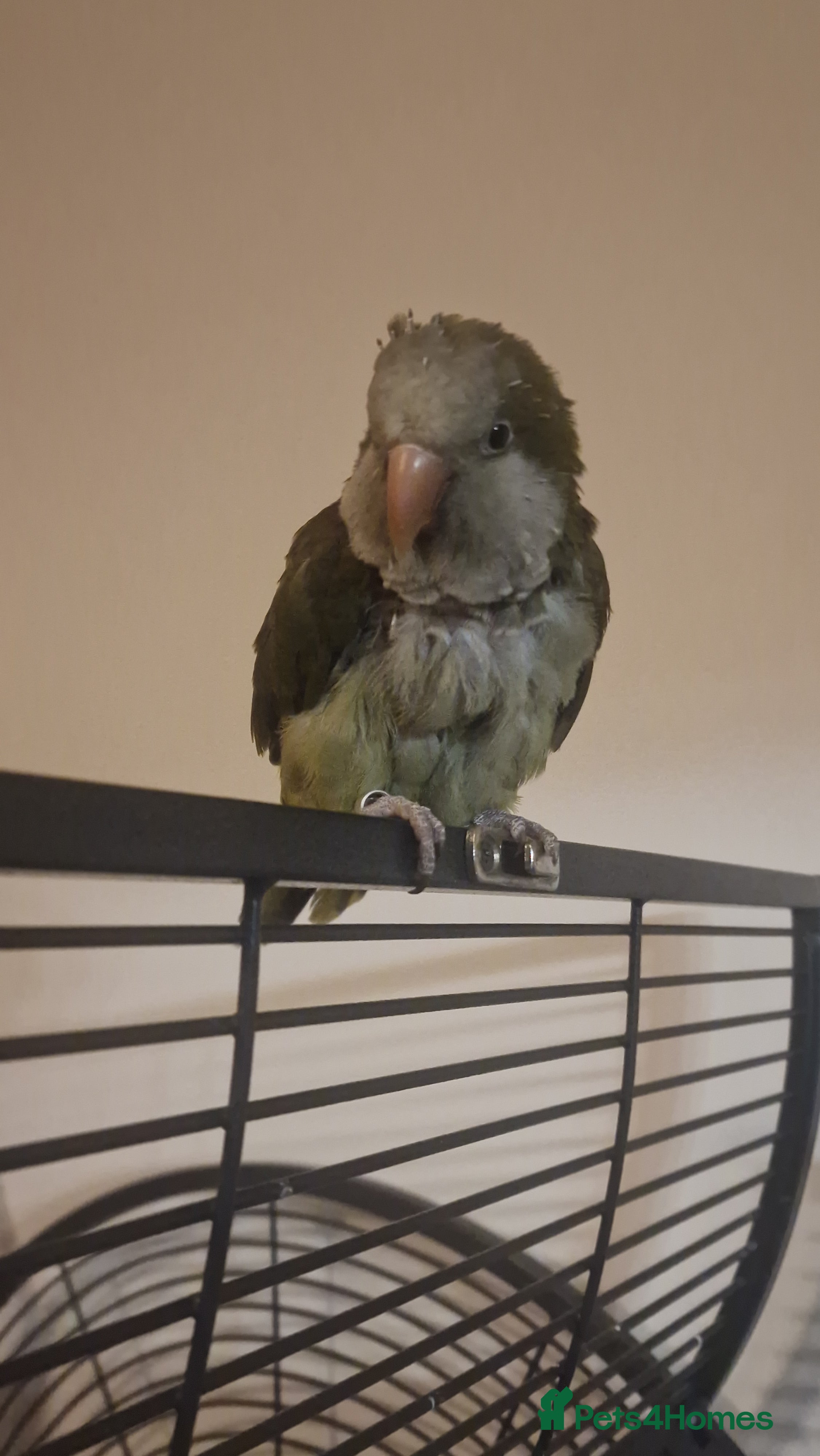 Parakeets birds Quaker parrot parakeet in need of a loving home. - Advert 16