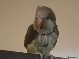Parakeets birds Quaker parrot parakeet in need of a loving home. - Advert 16