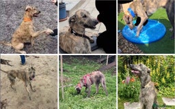 Lurcher dogs for sale: Quality Lurcher pups Deerhound/Grey Wheaten/Grey - Image 15