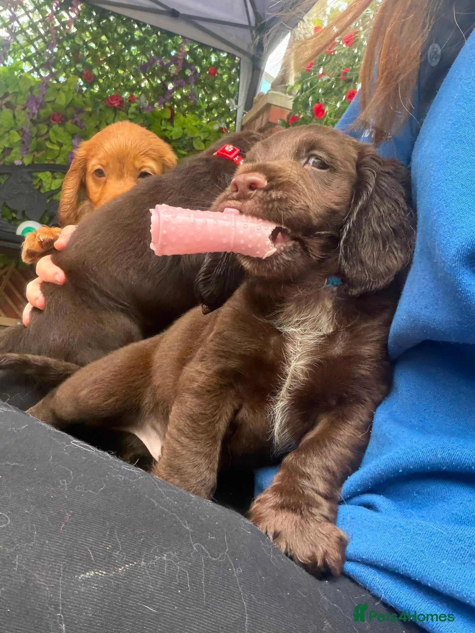 Sprocker dogs Sprocker spaniel puppies health tested parentage - Advert 1
