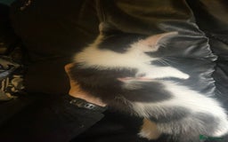 Mixed Breed cats for sale: beautiful kittens looking for loving forever homes - Image 4