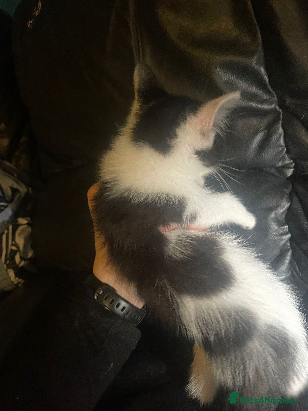 Mixed Breed cats for sale: beautiful kittens looking for loving forever homes - Image 4