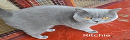 British Shorthair cats for sale: ONE KITTEN FOLD EARS IS AVAILABLE  - Advert 7