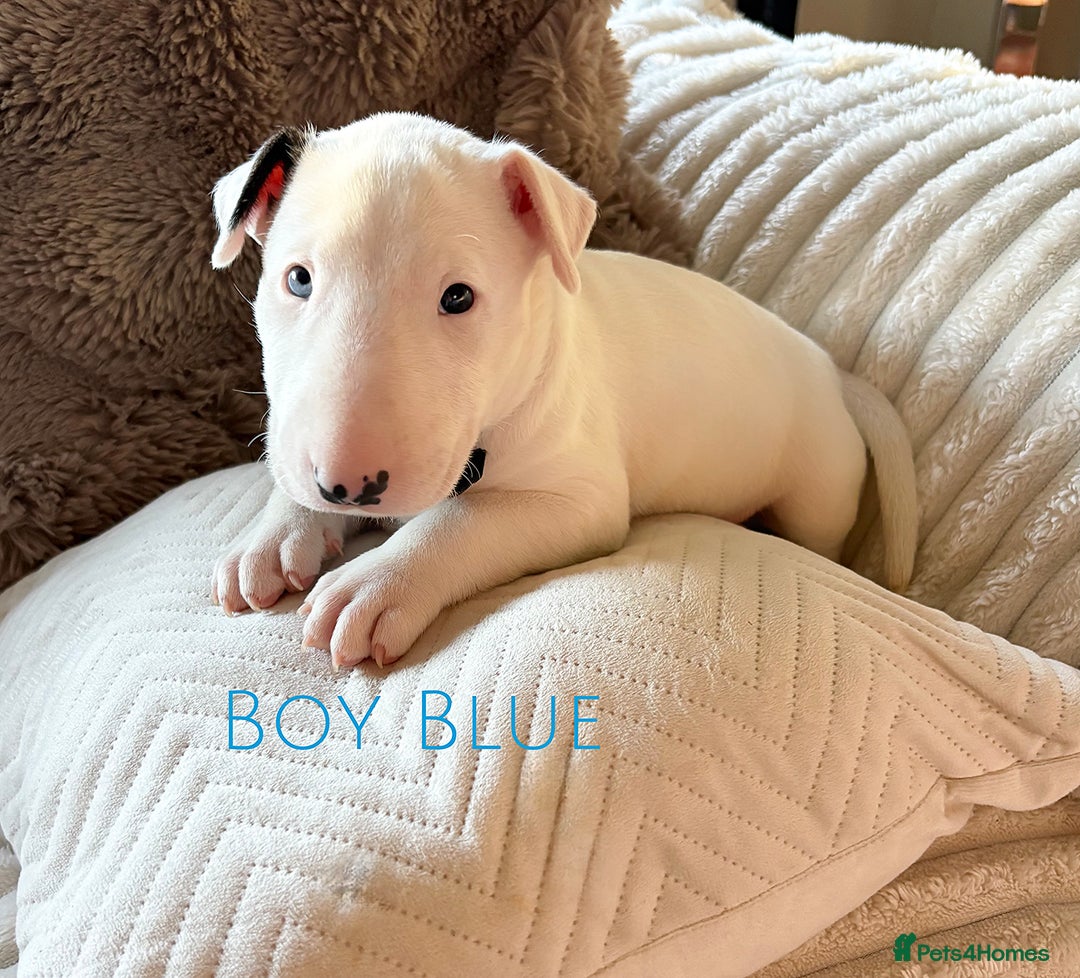English Bull Terrier dogs for sale: Stunning Pedigree English Bull Terrier Puppies  - Advert 26