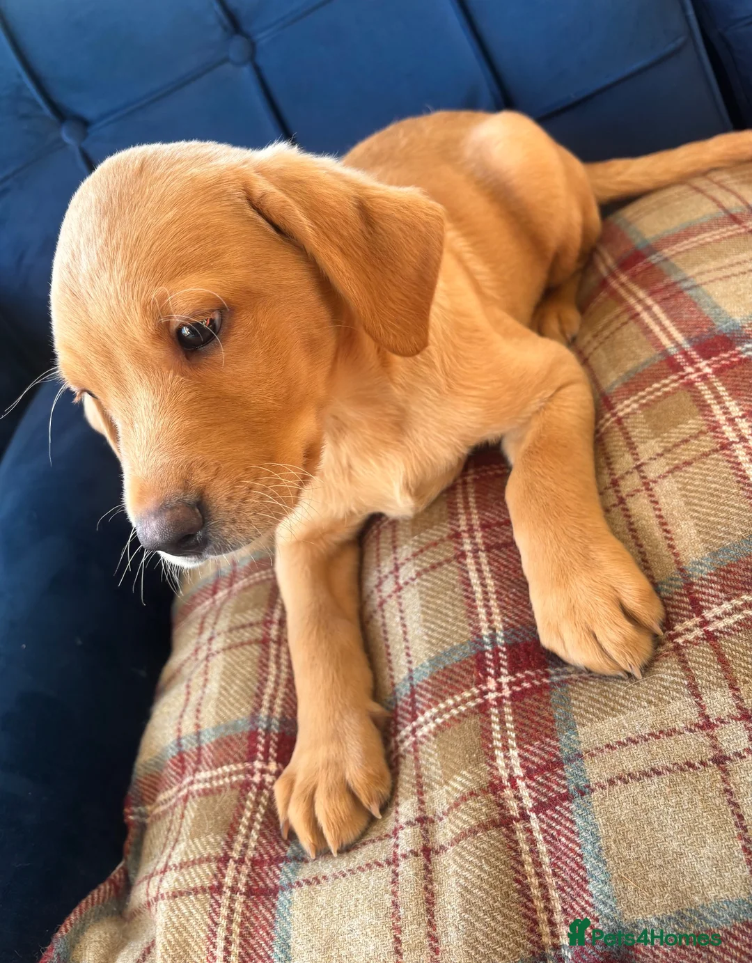 Labrador Retriever dogs for sale: Gorgeous Labrador Puppies Vet Checked, Ready Now  - Advert 14
