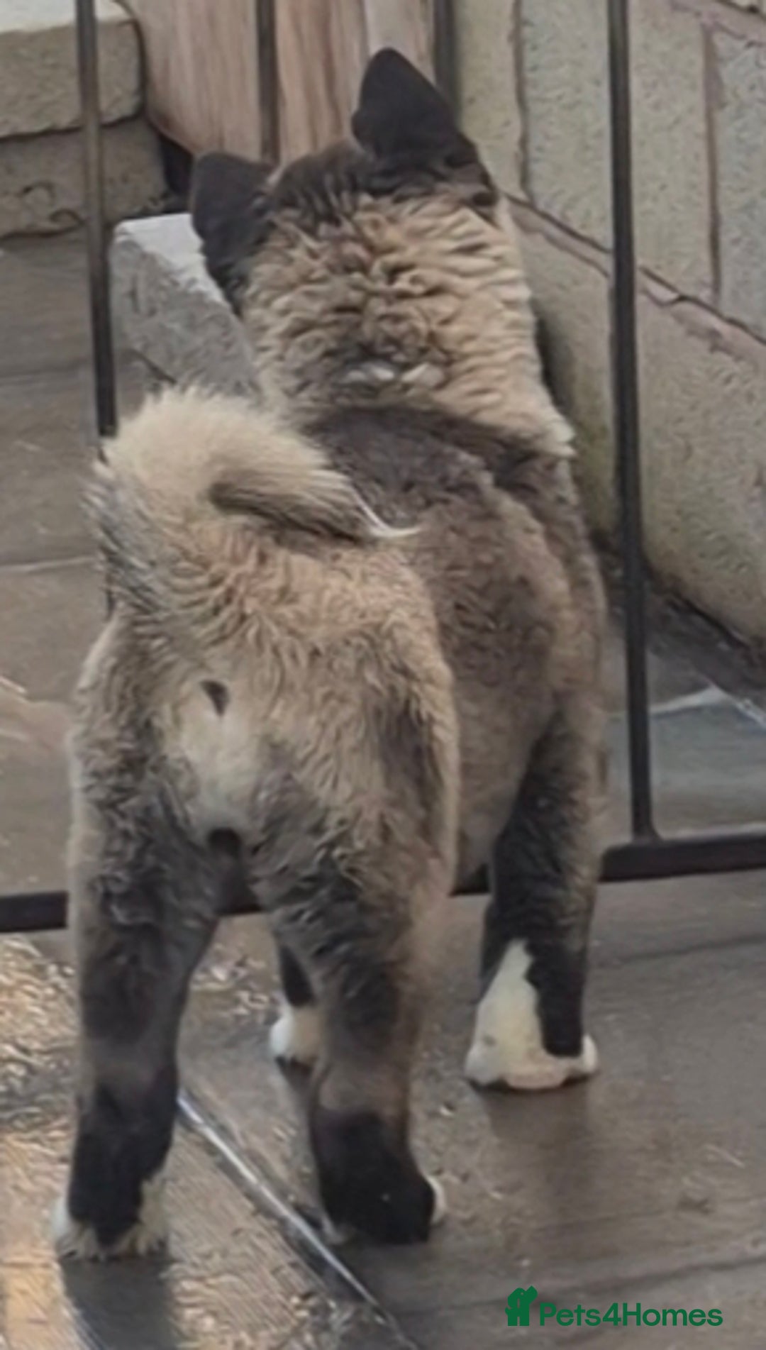 Akita dogs for sale: KC REGISTERED BEAR HEAD AMERICAN AKITA FEMALE PUP - Advert 10