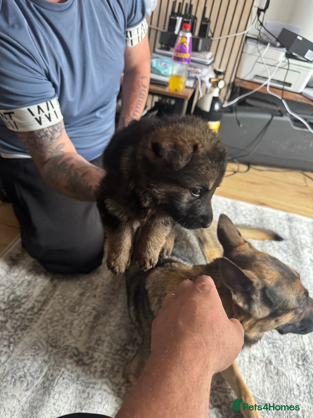 German Shepherd dogs for sale: 3 German shepherd puppies - Image 15