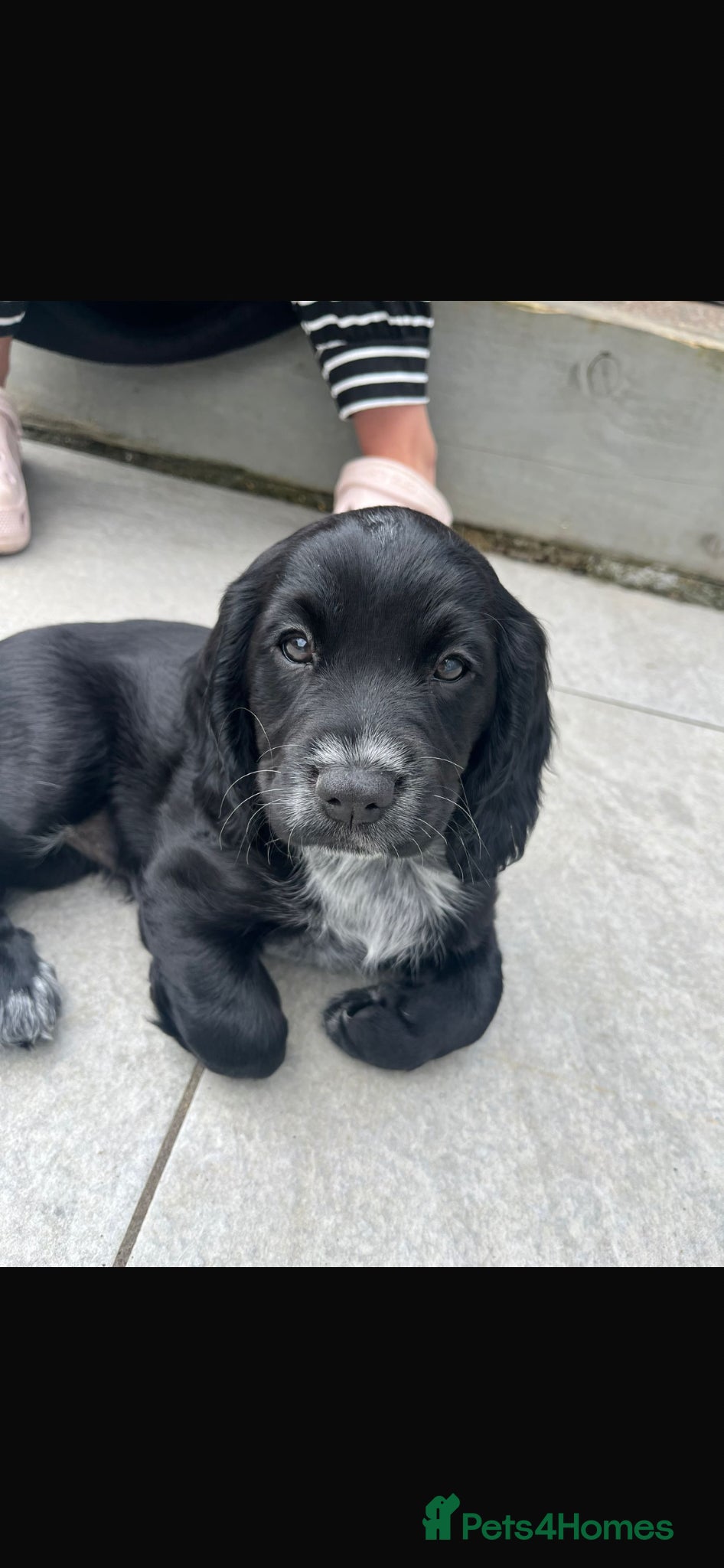 Cocker Spaniel dogs Last Stunning Black Working Cocker Girl! - Advert 13