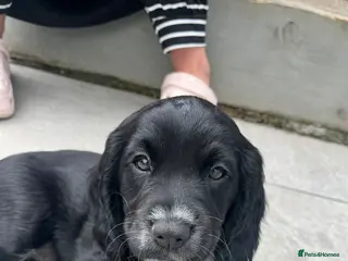 Cocker Spaniel dogs Last Stunning Black Working Cocker Girl! - Advert 13