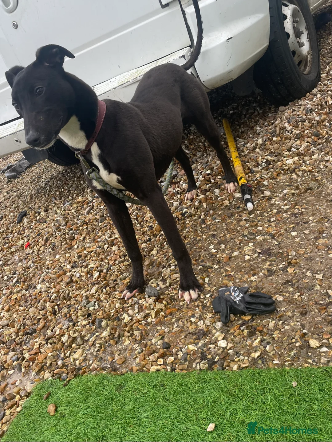 Mixed Breed dogs for sale: Her name is Blackie - Advert 2