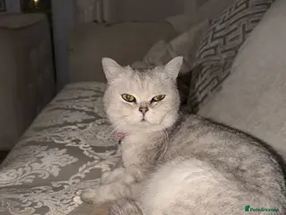 British Shorthair cats Pedigree Silver snow British shorthair litter - Advert 1