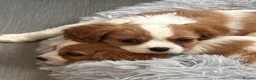 Cavalier King Charles Spaniel dogs for sale: Friendly and playful Cavalier Puppies - Advert 7