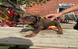 Dobermann dogs for sale: Doberman brown & tan - Image 1