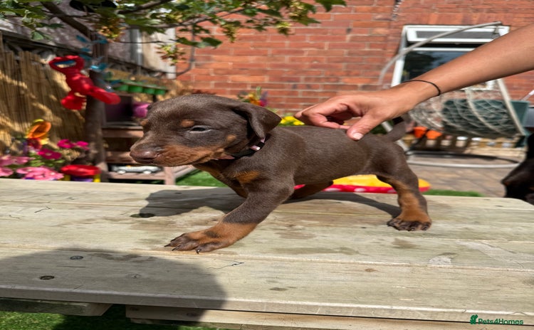 Dobermann dogs - Advert 1