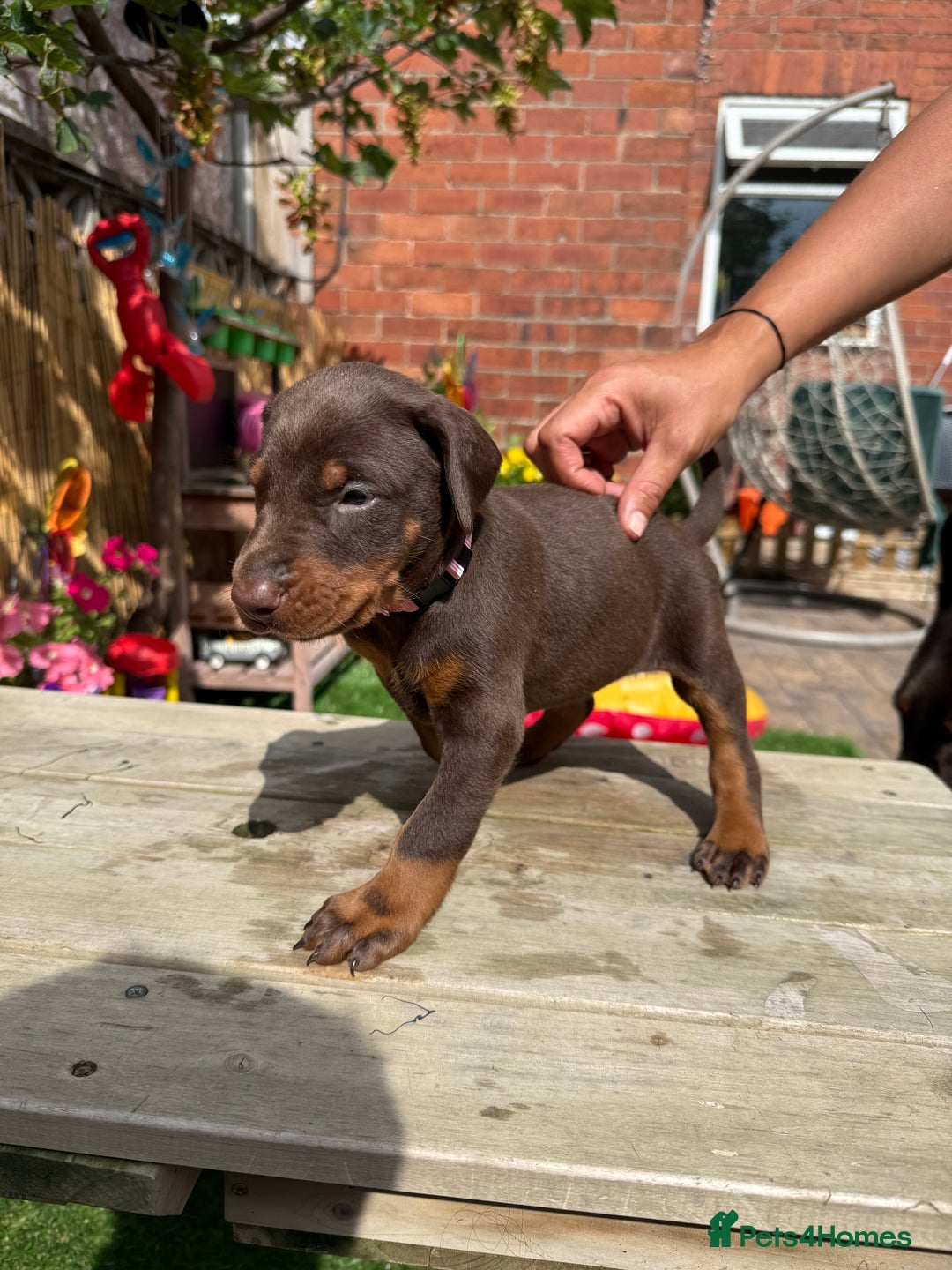 Dobermann dogs for sale: Doberman brown & tan - Image 1
