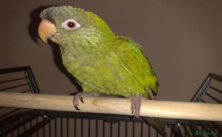 Conures birds - Advert 2