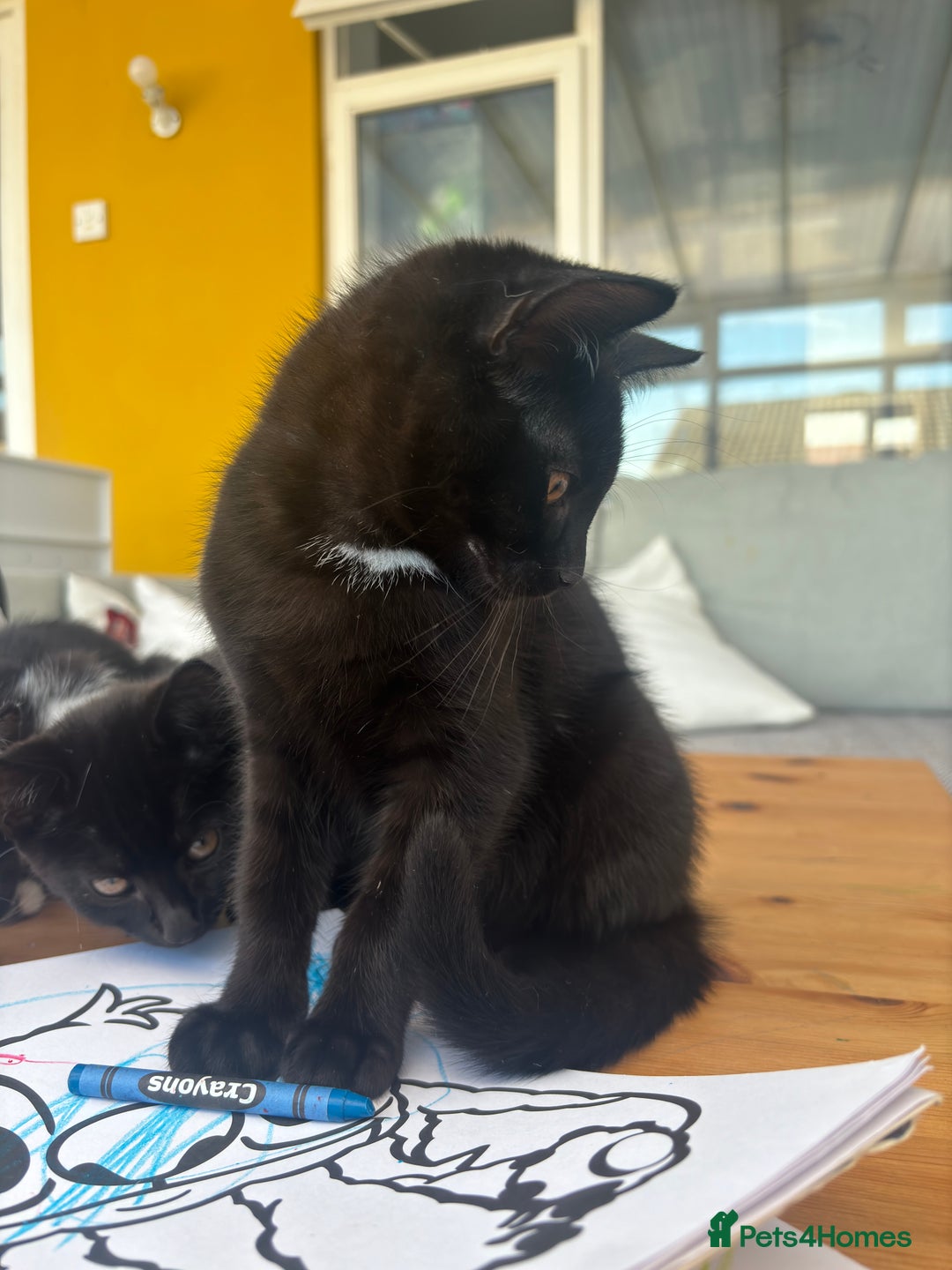 Mixed Breed cats for sale: Black Tux kitten - Image 4