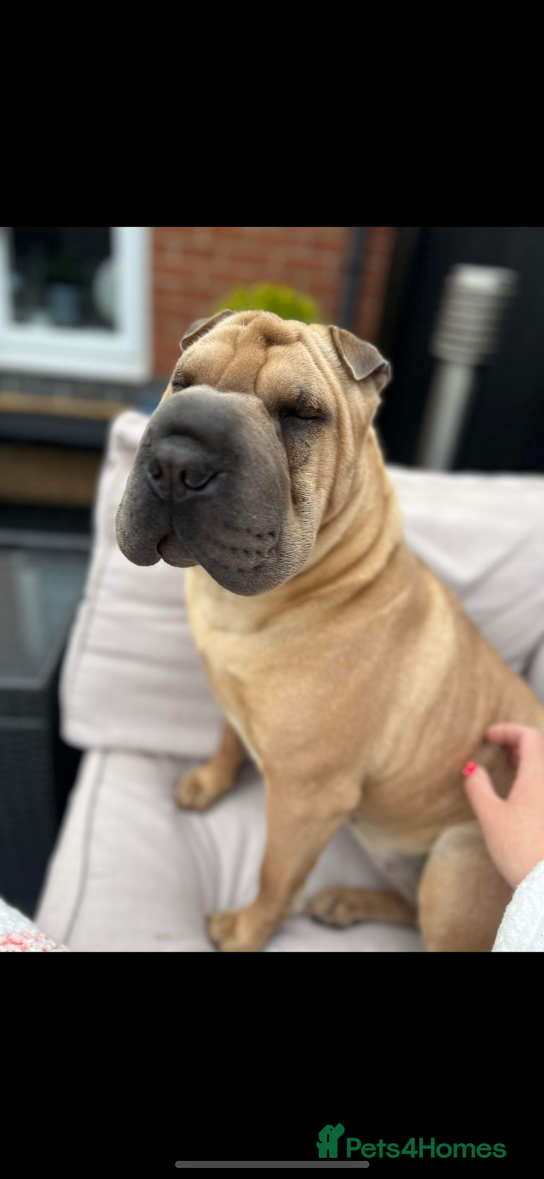 Shar Pei dogs for sale: Shar pei chunky boy  - Advert 2