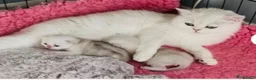 British Shorthair cats for sale: BEAUTIFUL BSH & BLH FEMALE KITTENS  - Advert 18