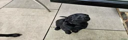 Labrador Retriever dogs for sale: Working Labrador puppies  - Advert 17