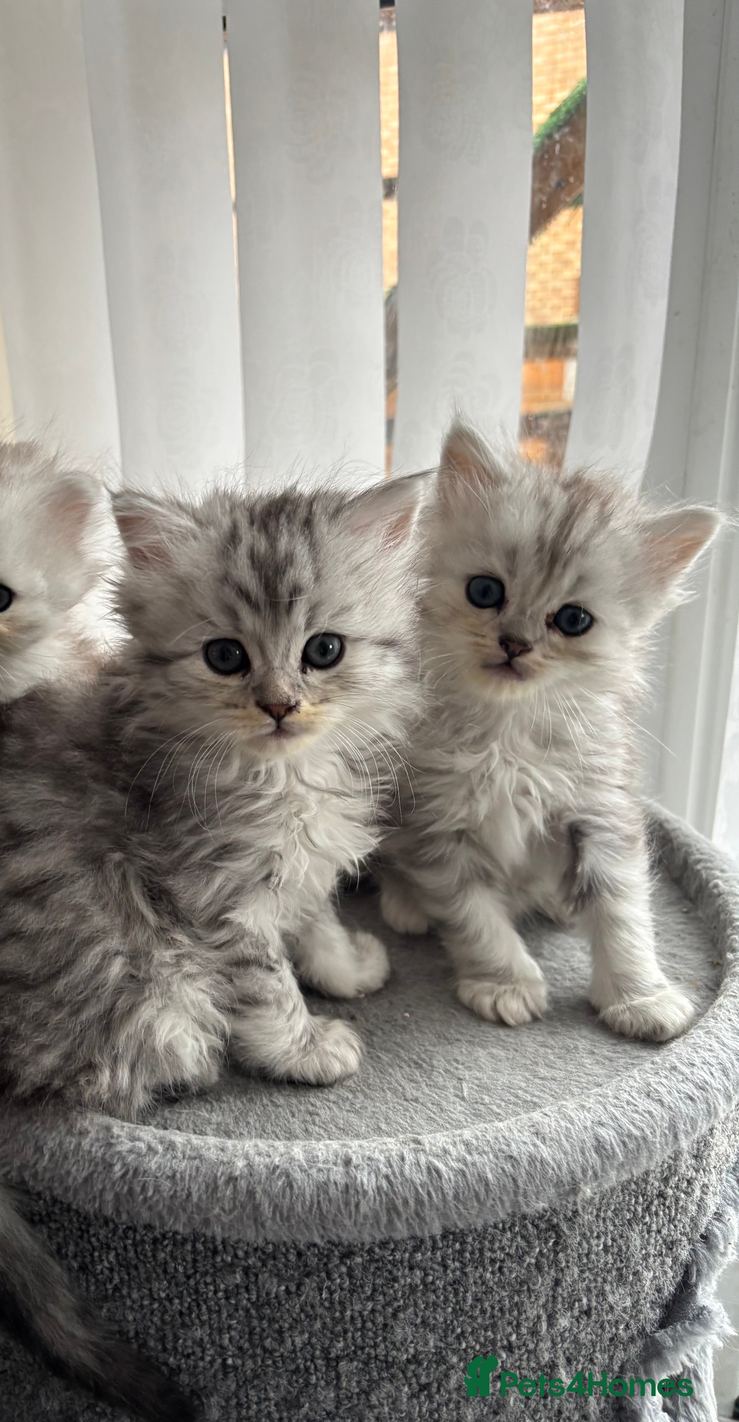 Maine Coon cats Mainecoon/persian kittens 2 LEFT TO RESERVE - Advert 1